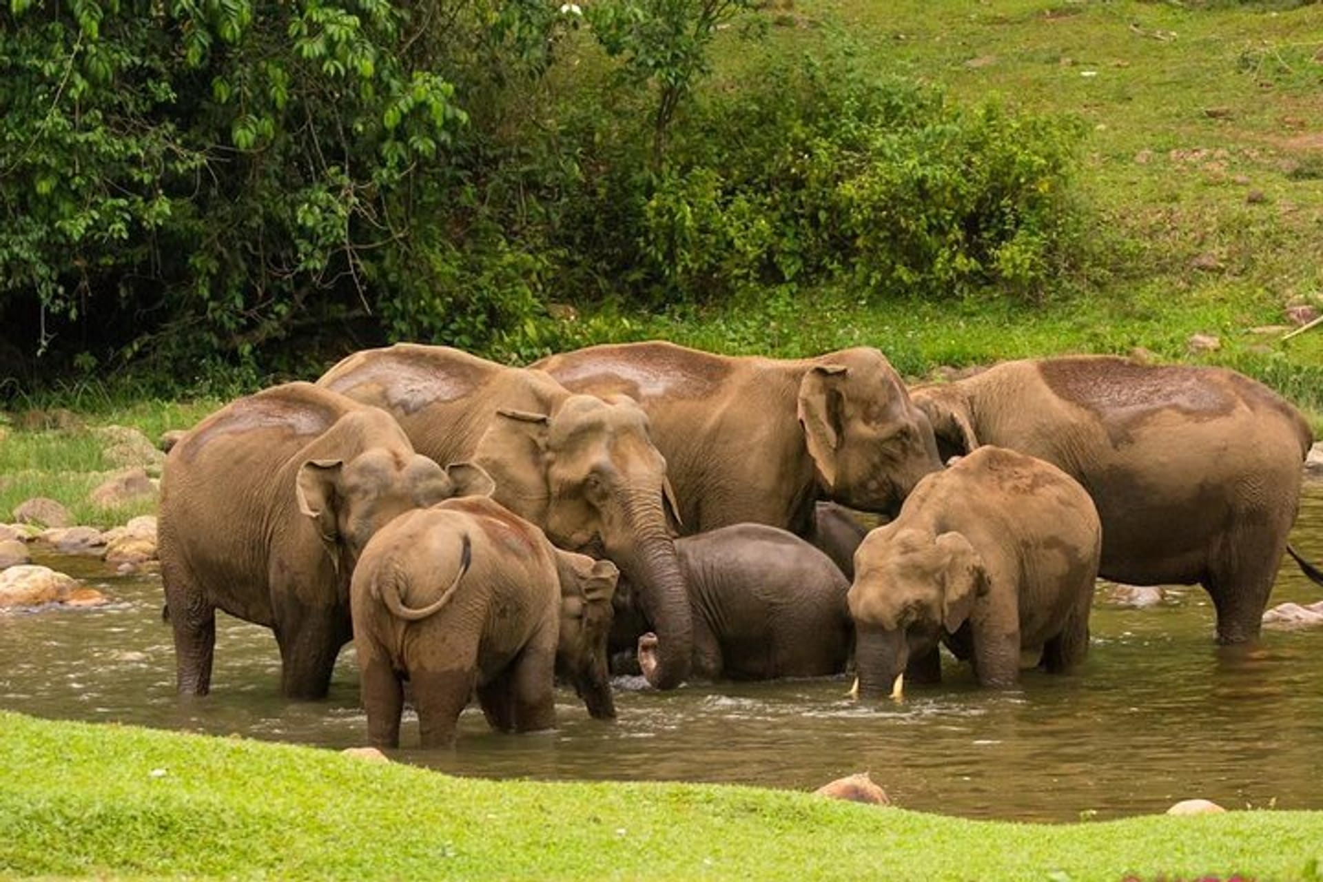 Wild elephant herd drinking water at Anakulam riverbed Mankulam
