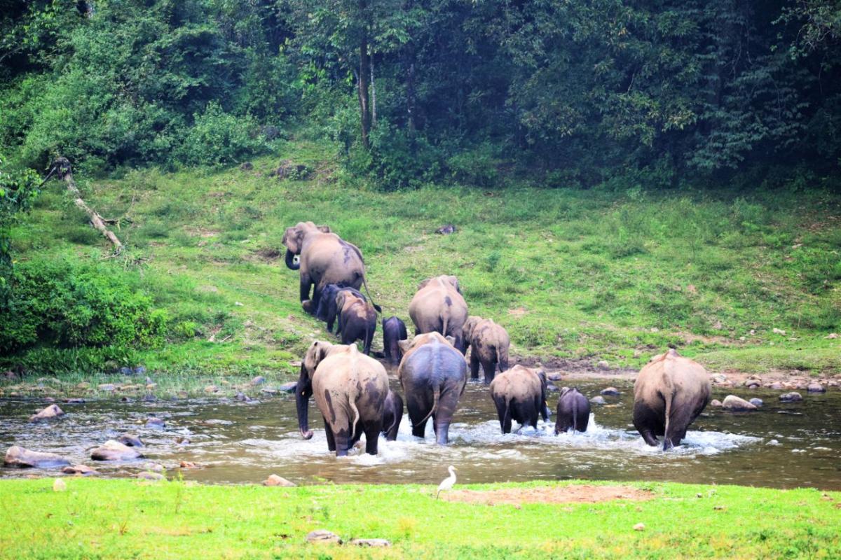 Majestic wild elephants gathered at ancient mineral springs in Anakulam Mankulam Idukki
