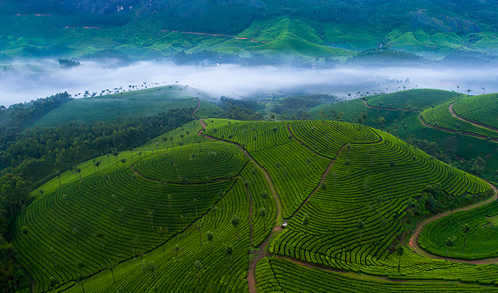 Letchmi tea estate panoramic view and local hanging bridges in Mankulam Anakulam